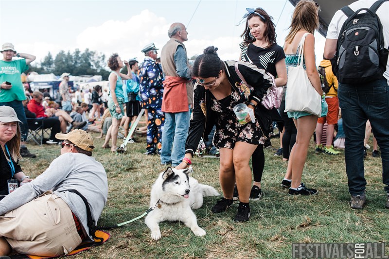 Lots of dogs at Standon Calling